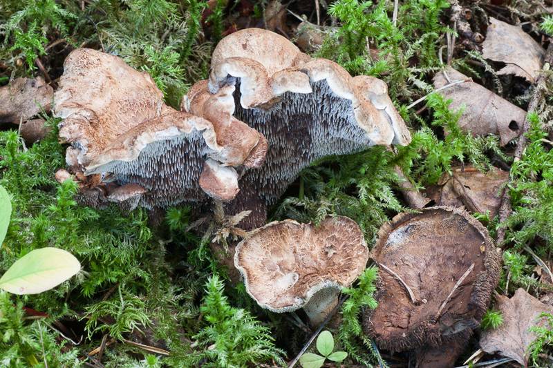 Ежовик - фото и описание гриба, виды, лечебные свойства, съедобный или нет