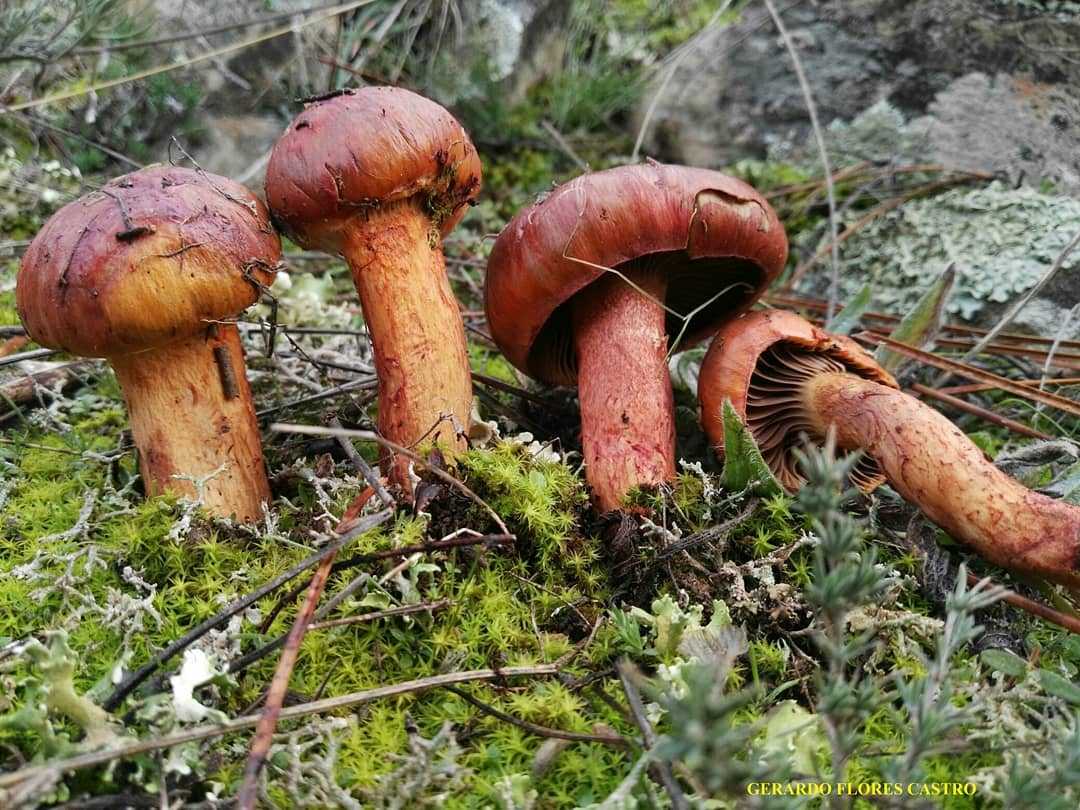 Мокруха еловая – фото и описание грибы, съедобный или нет, где растет