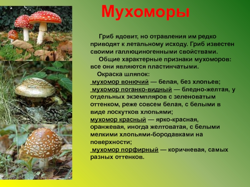 Лечебные свойства гриба мухомор и его описание (+21 фото)