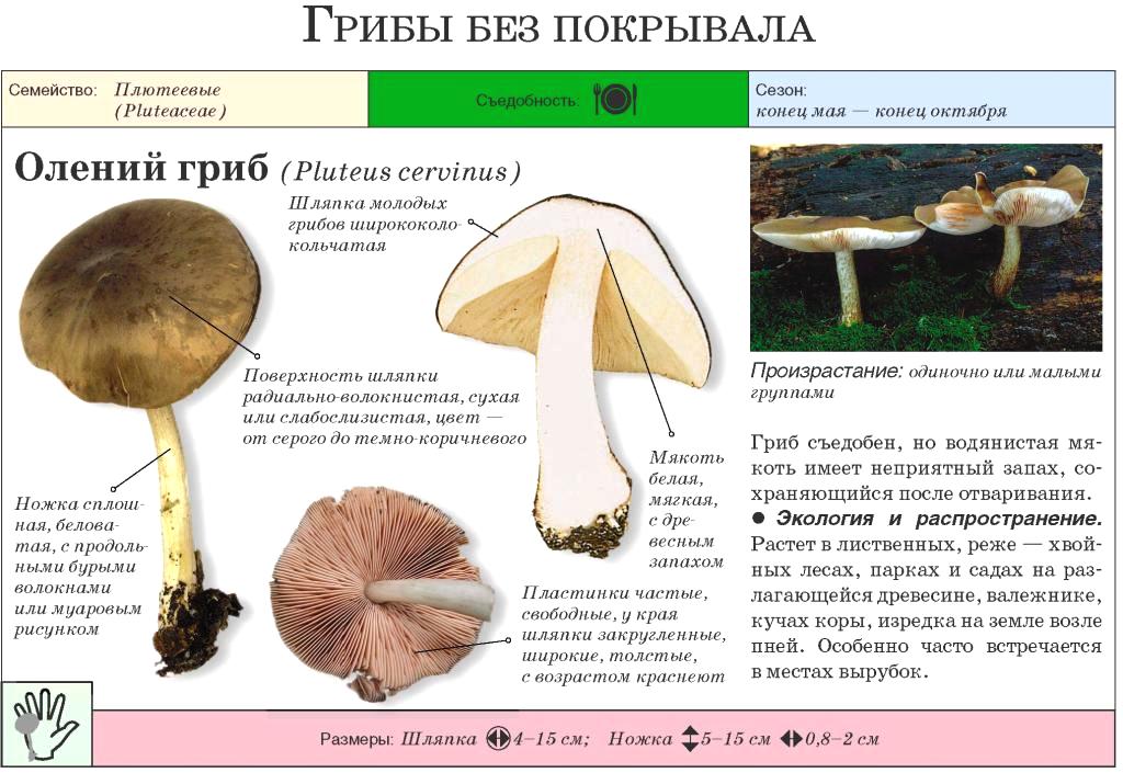 Плютей оранжевоморщинистый (pluteus aurantiorugosus) – грибы сибири