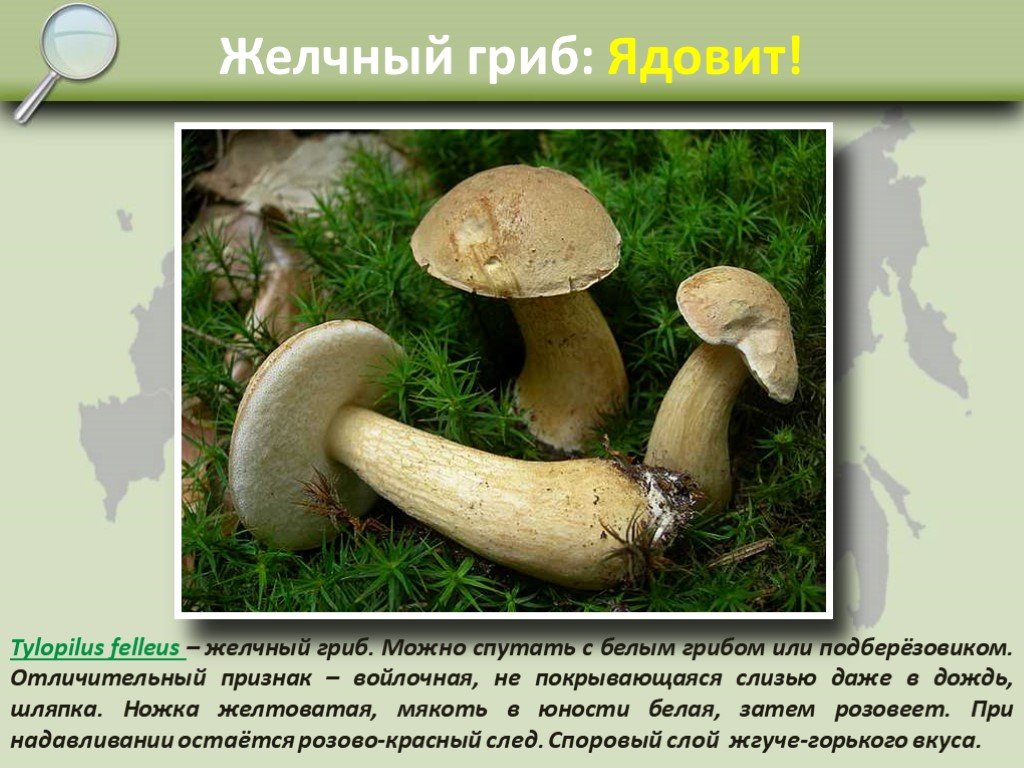 Ложный белый гриб: фото и описание, отличия от настоящего