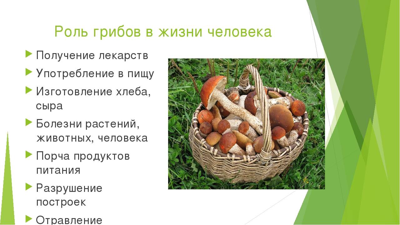 Значение грибов (биология, 5 класс) — роль в жизни человека и природе