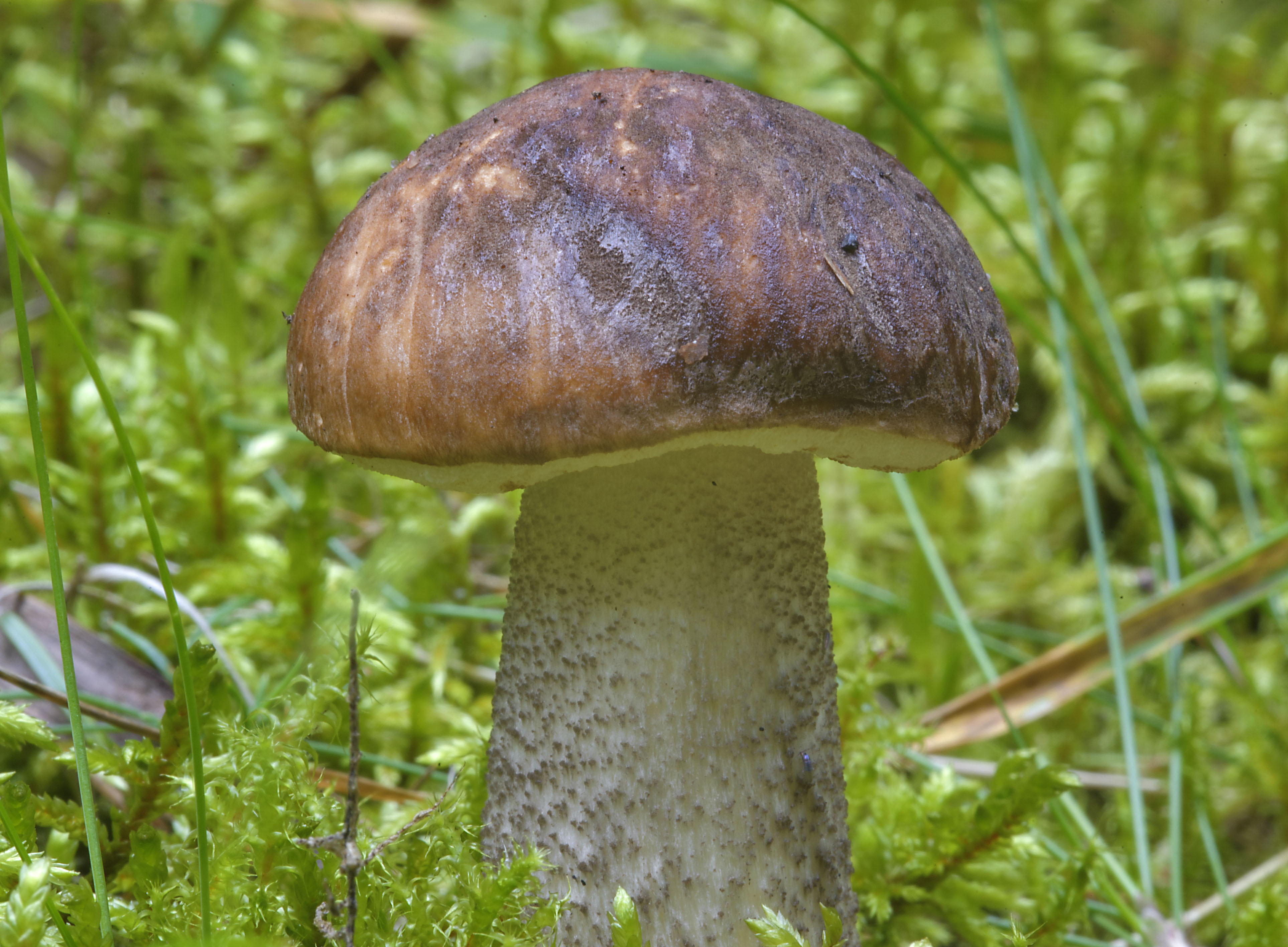 Leccinum variicolor