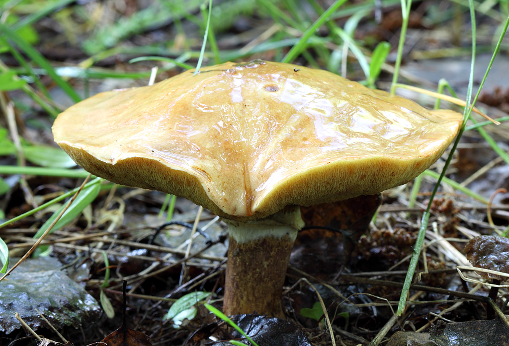 Маслёнок белый (suillus placidus) – грибы сибири