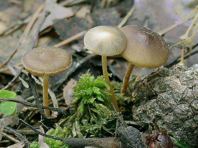 Стробилюрусы (грибы). описание, фото и виды