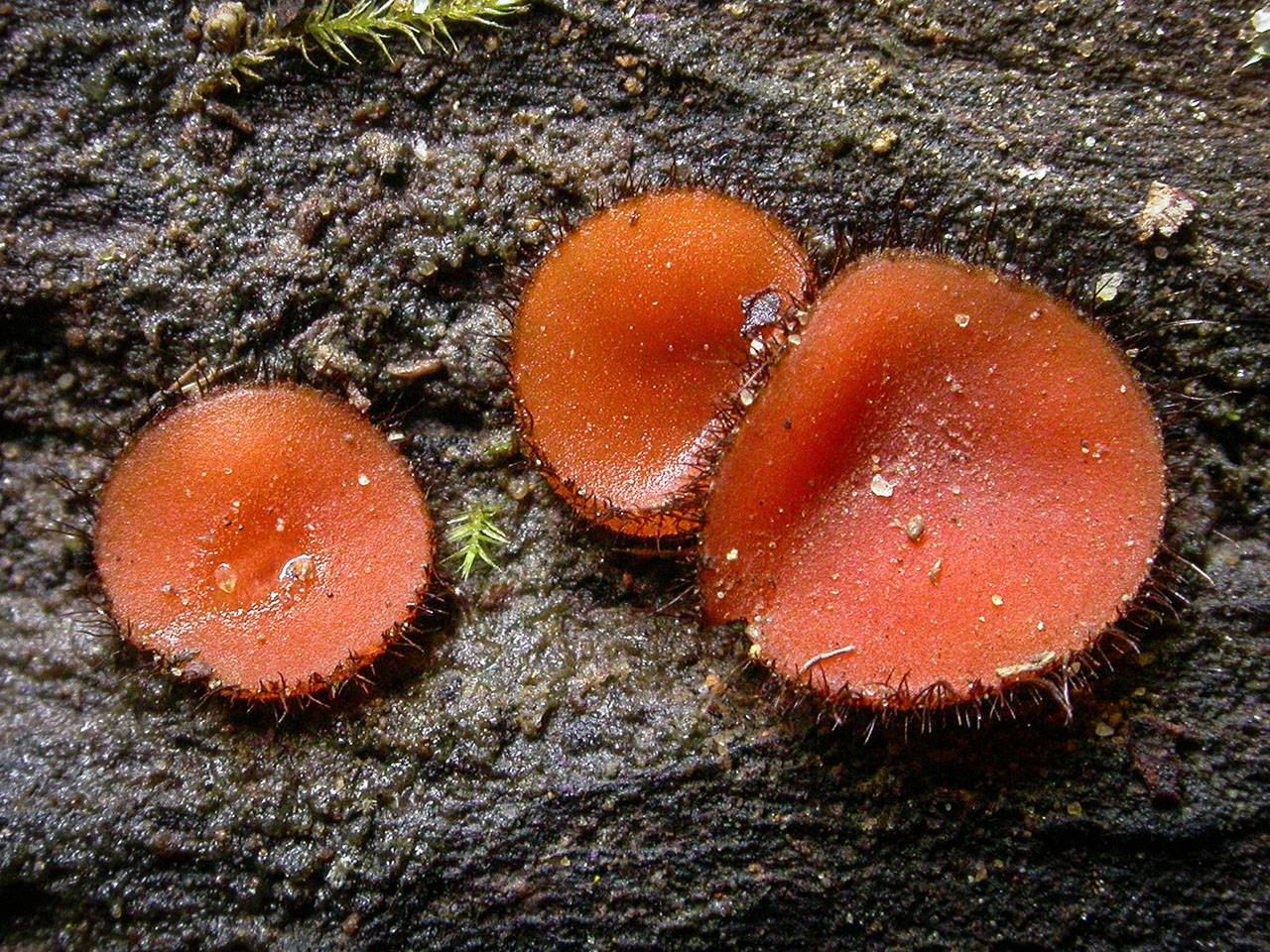 Скутеллиния щитовидная - описание, где растет, ядовитость гриба