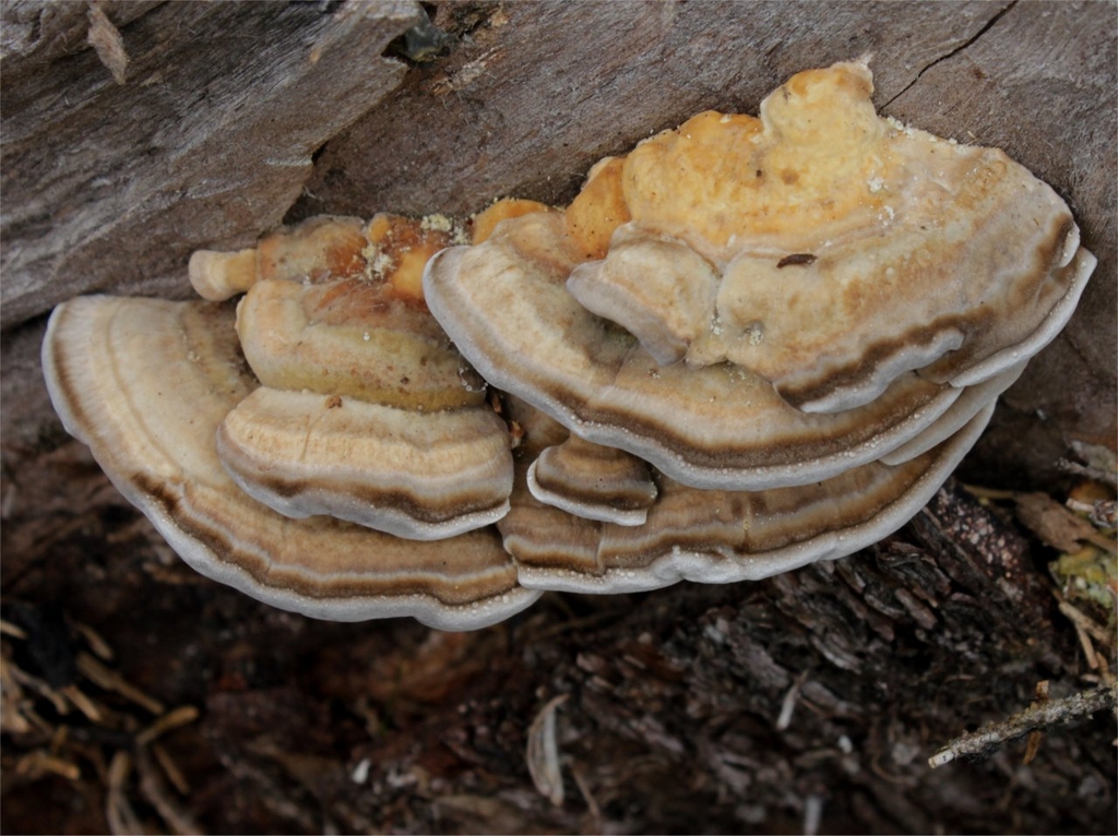 Траметес разноцветный: описание с фото, лечебные свойства гриба