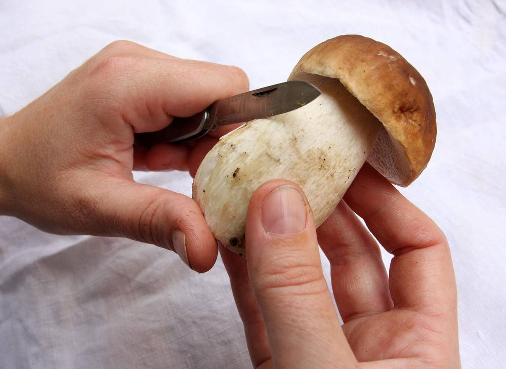 Как готовить гриб моховик? рецепт приготовления грибов моховиков :: syl.ru