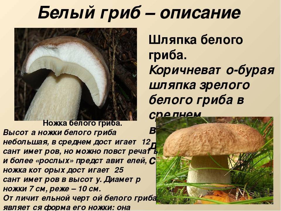 Фетучини (феттуччине) с грибами – 6 рецептов приготовления
