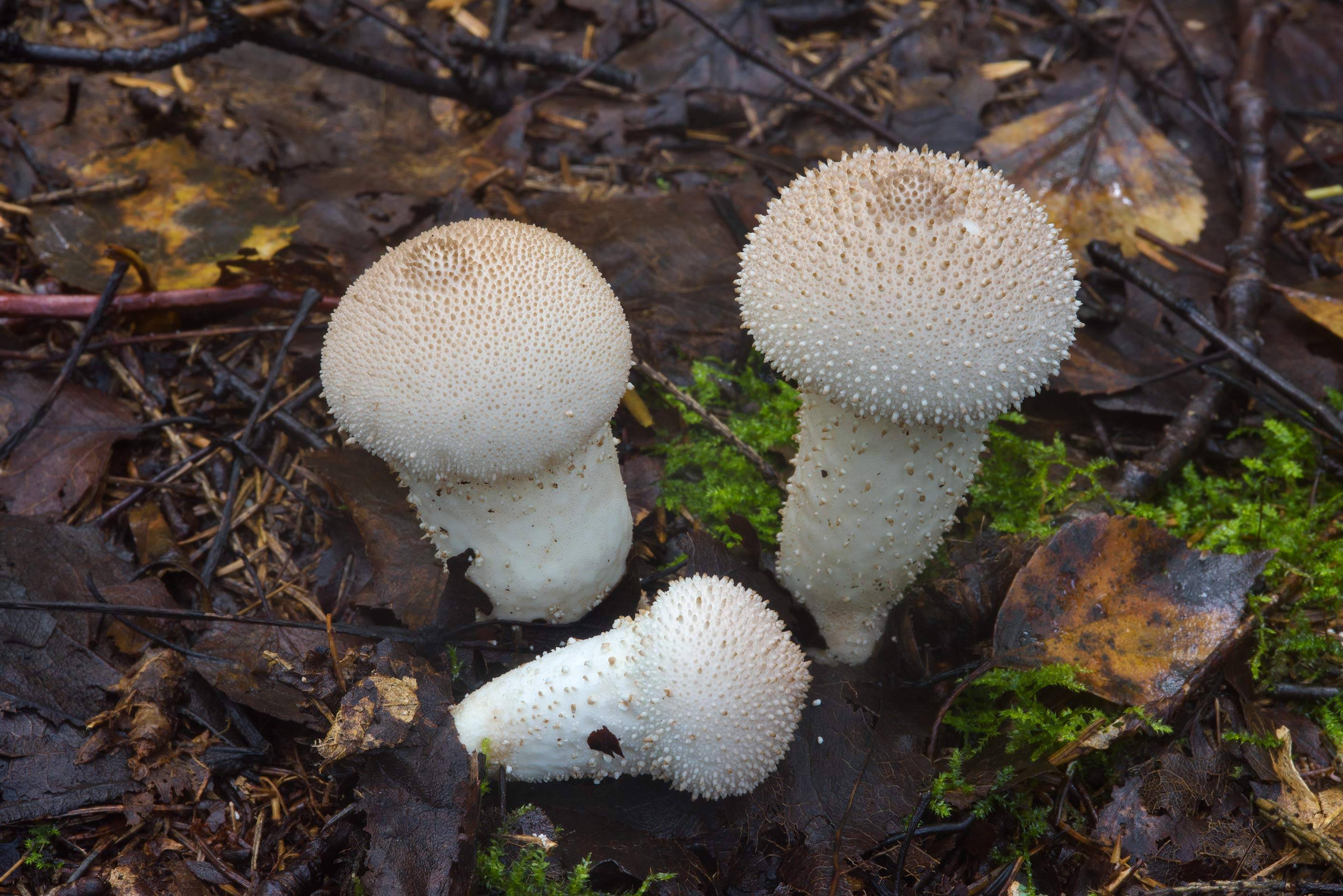 Можно ли есть гриб дождевик и как отличить съедобный от ядовитого (+21 фото)? — викигриб