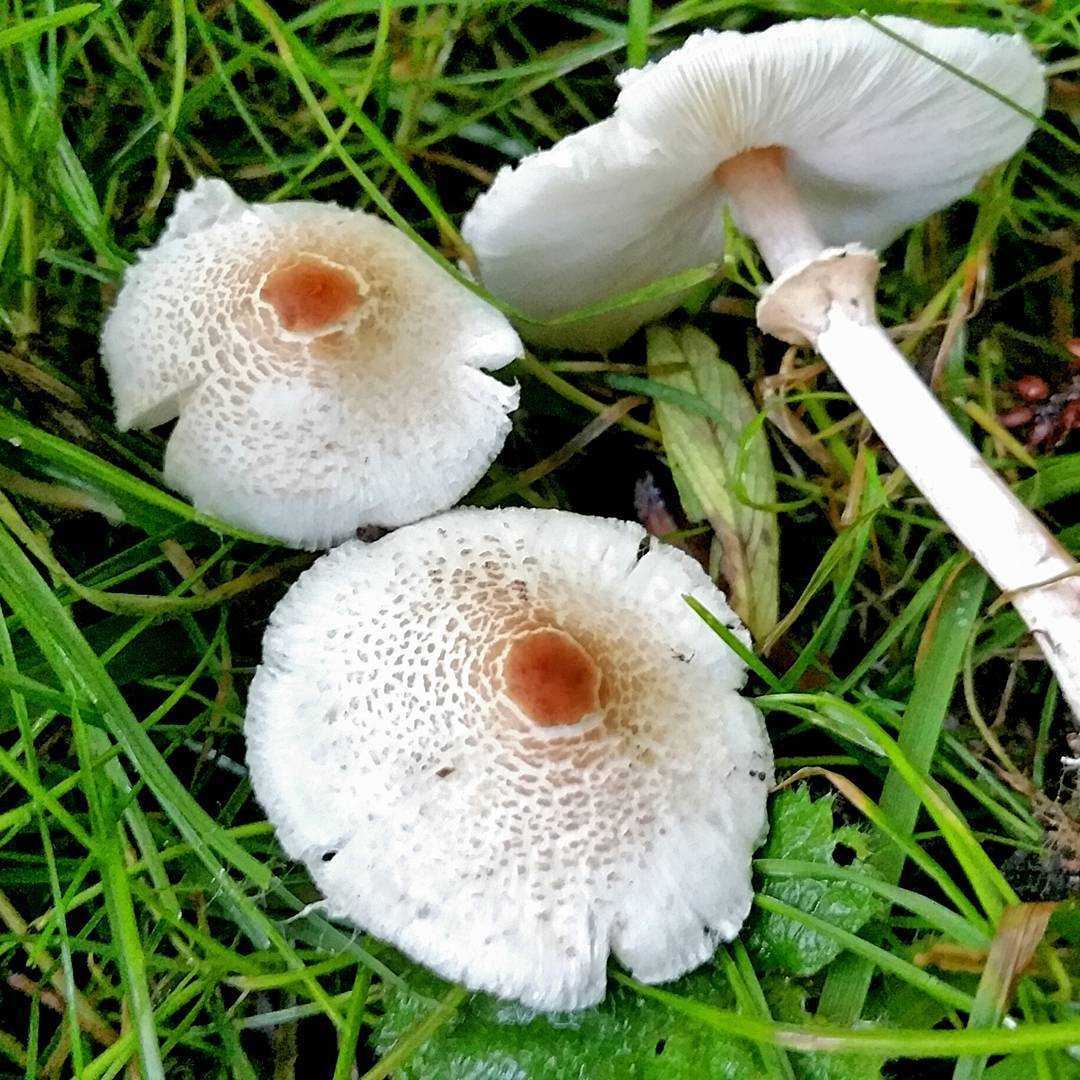 Лепиота вздутоспоровая — описание гриба, похожие виды, фото