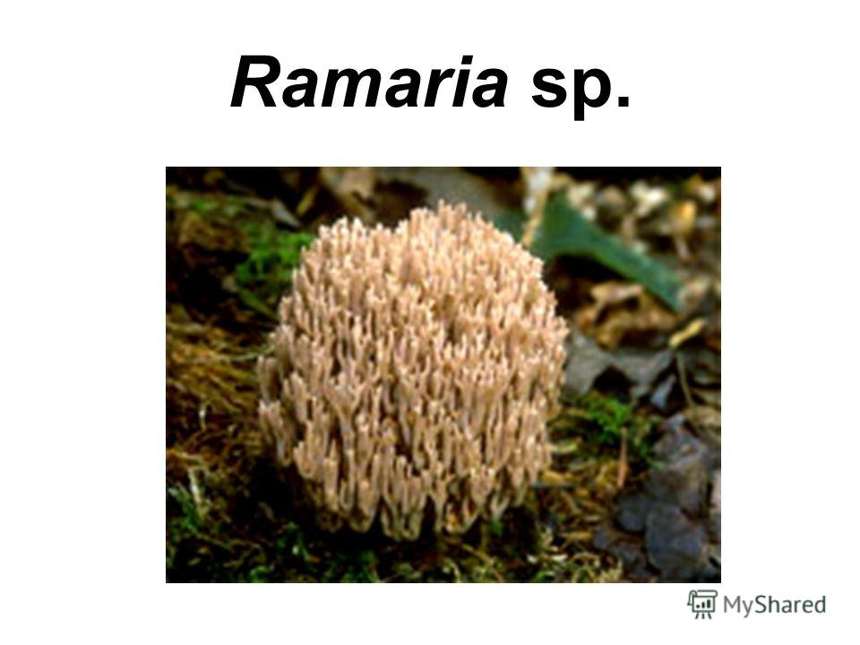 Рамария красивая (ramaria formosa) фото и описание