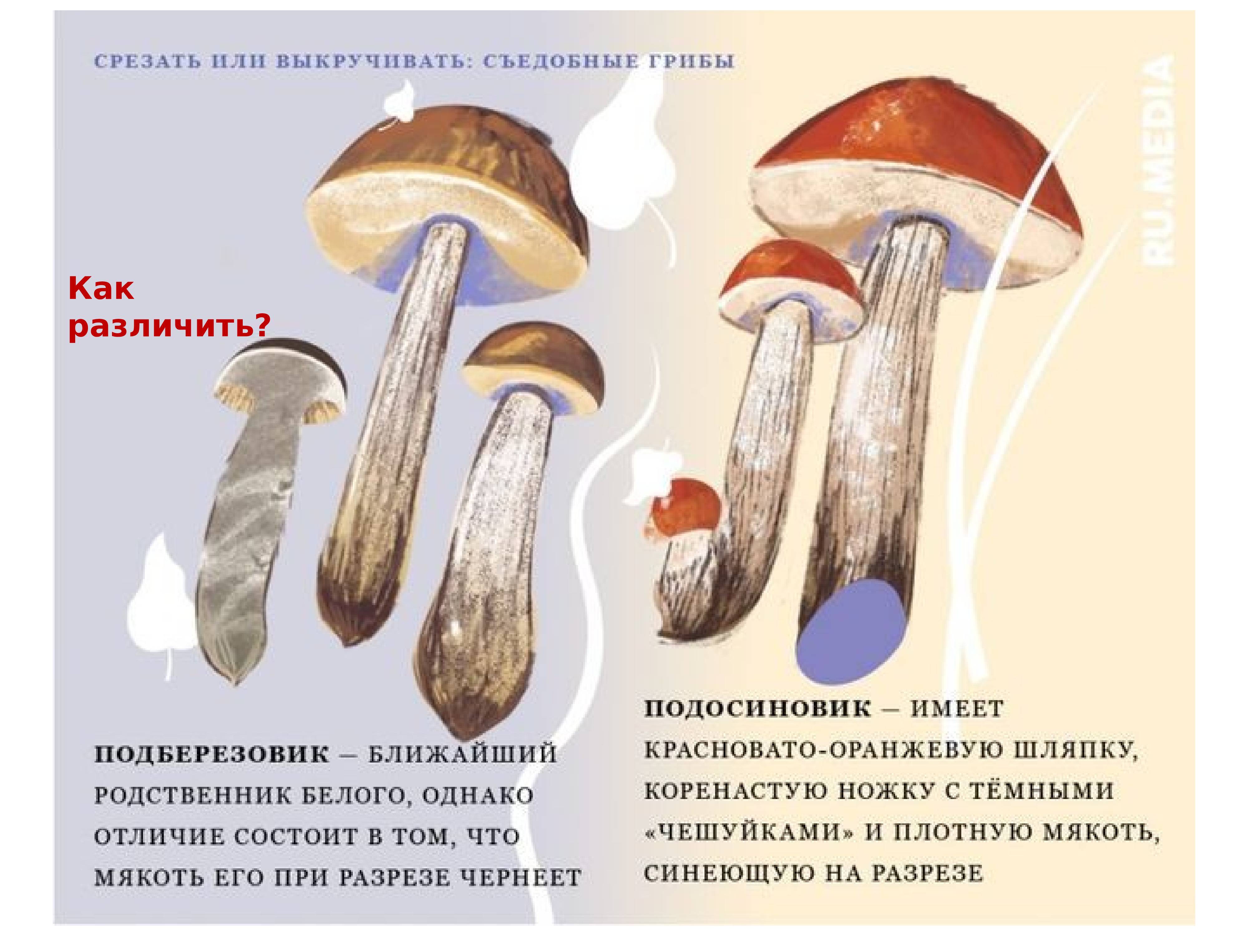 Подосиновик белоножковый - съедобный гриб. описание. когда собирают. фото. применение.