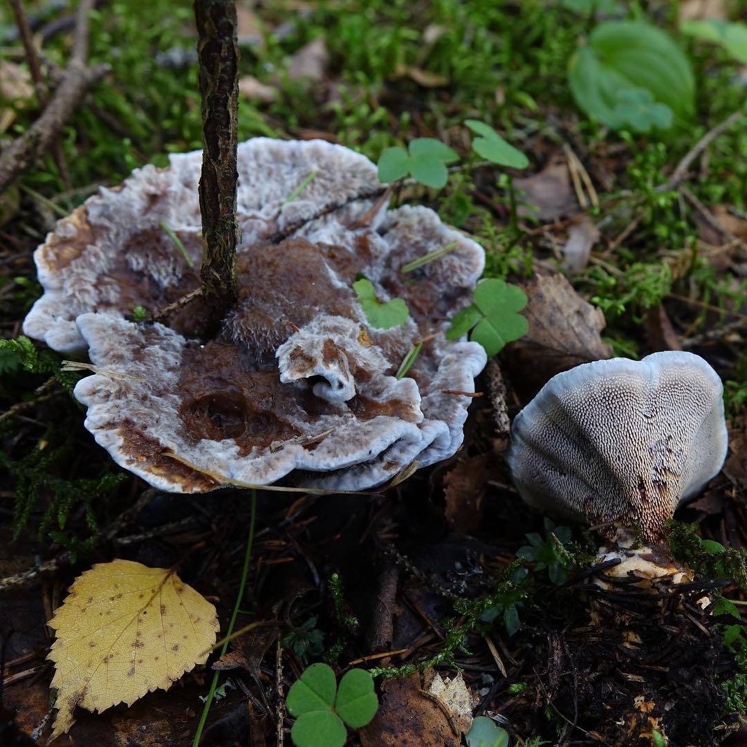 13 самых странных грибов в мире