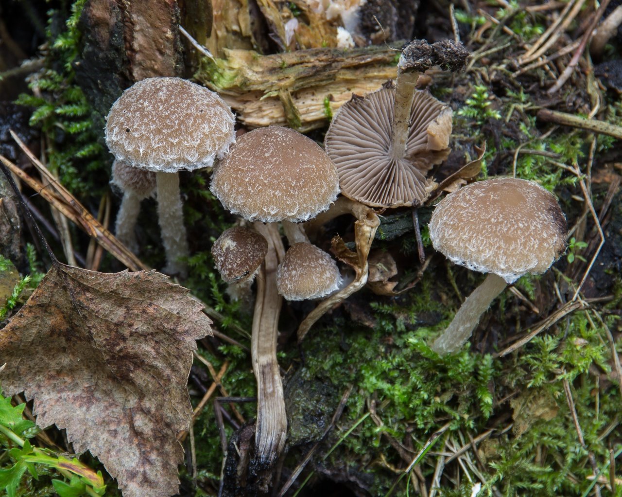 Псатирелла кандолля  – описание гриба. съедобность и применеие.