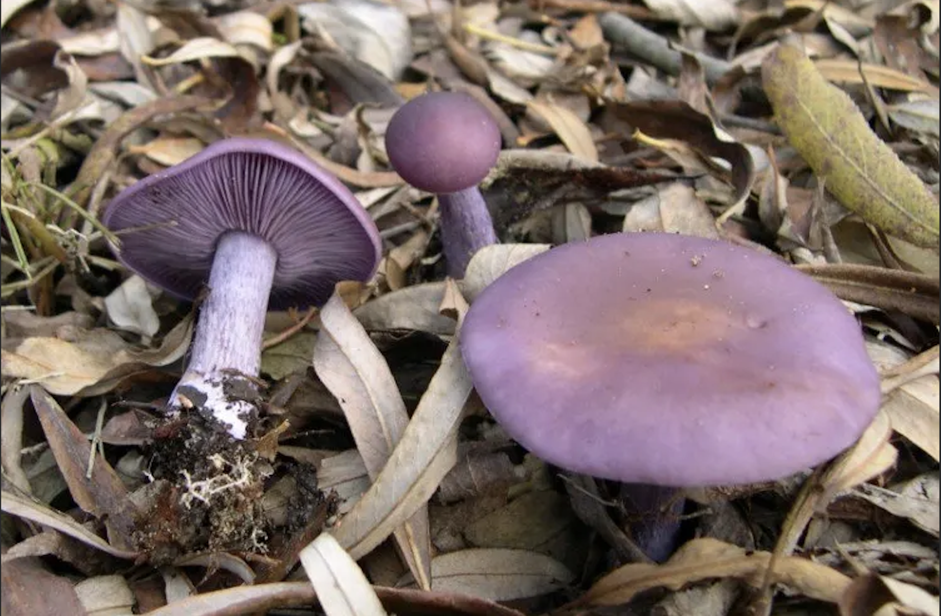 Фиолетовый гриб — особенности и интересные факты + видео