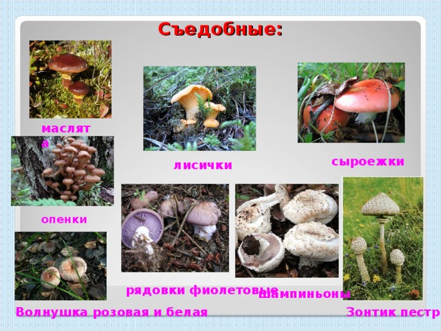 Грибы саратовской области в 2020: карта грибных мест, где собирать съедобные