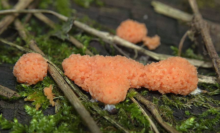 Самые маленькие грибы в мире