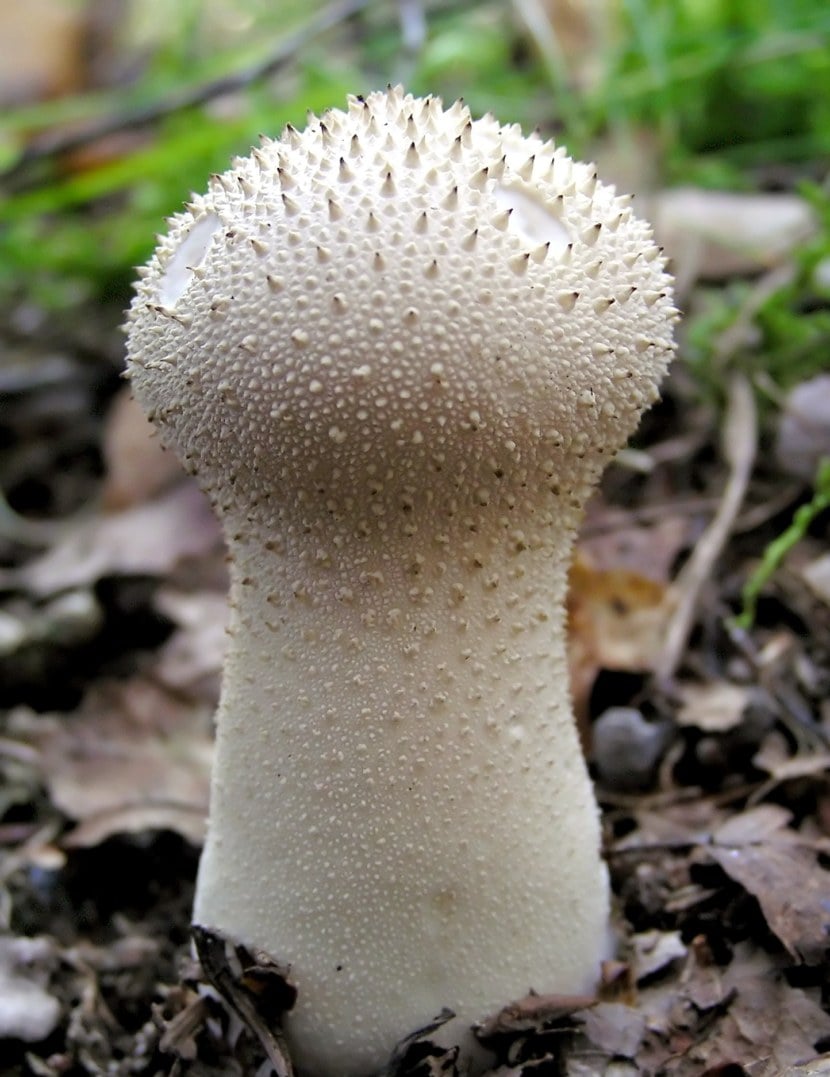 Дождевик – виды и описание гриба