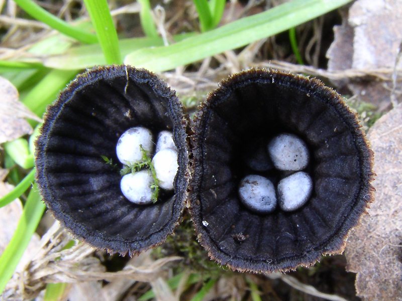 Самые необычные грибы мира. бокальчик полосатый грибы полосатые бокальчики