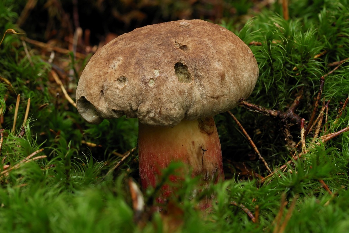 Как определить где растут белые грибы. где искать белый гриб (боровик)