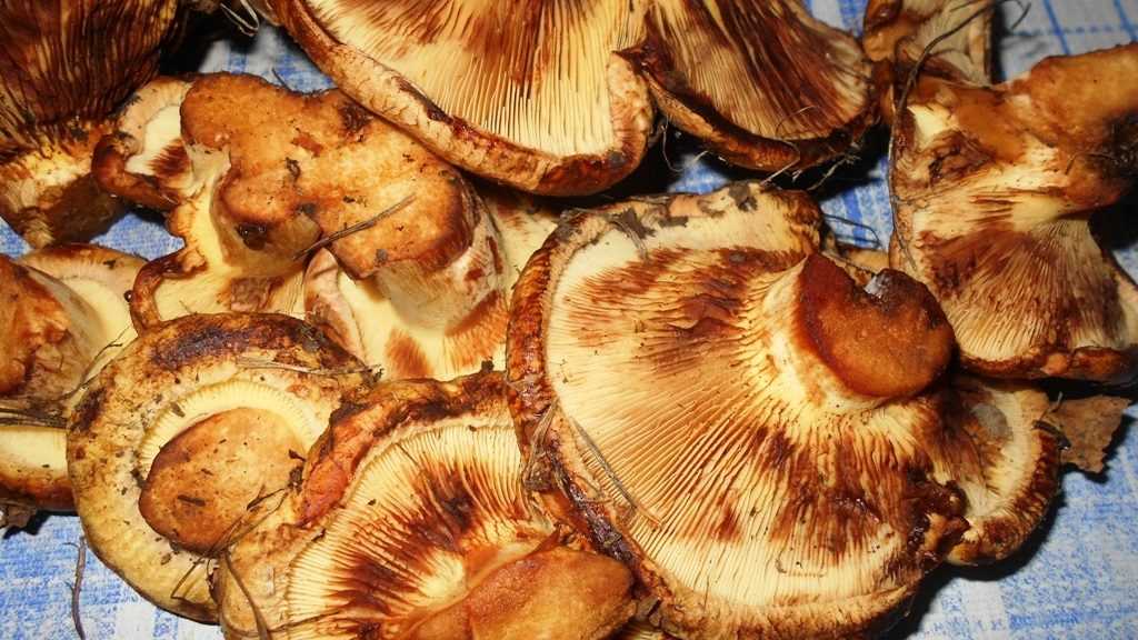 Безопасные рецепты, или как готовить грибы коровники