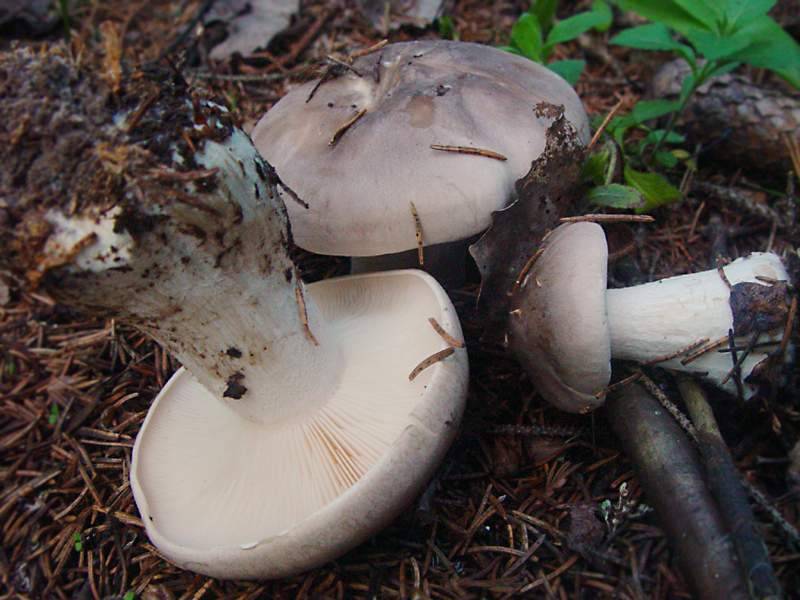 Говорушка дымчатая — описание гриба, где растет, похожие виды, фото