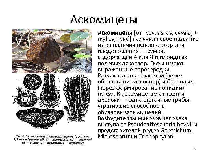 Презентация по биологии на тему "отдел аскомикота, или сумчатые грибы" (7 класс)