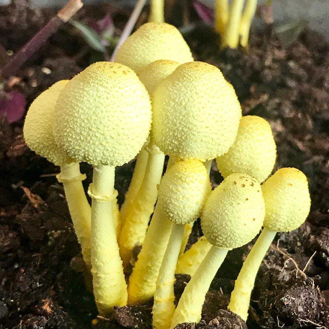 Желтый гриб: что это за вид