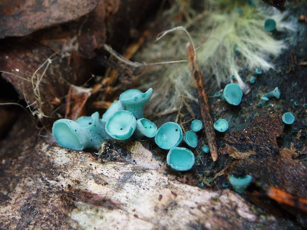 Chlorociboria aeruginosa, emerald elfcup fungus identification