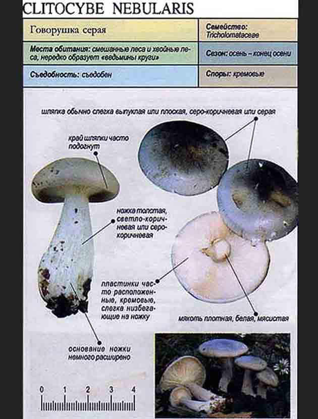 Говорушка (гриб) – виды, описание, фото, названия
