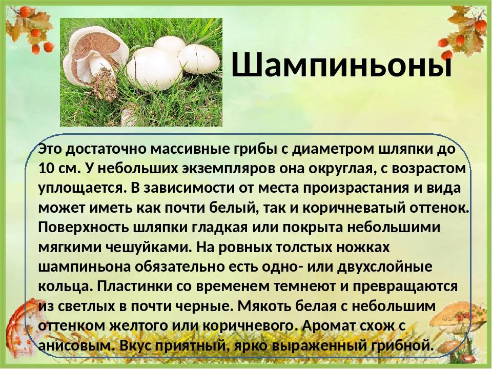 Как выглядят шампиньоны: описание, способы приготовления, польза и вред грибов