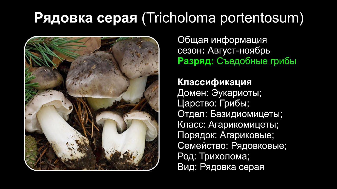 Род: Tricholoma (Трихолома или Рядовка)