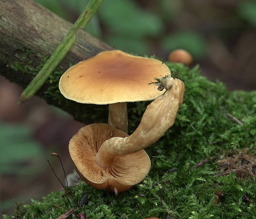 Чешуйчатка огневка ольховая - ядовитый гриб: фото и описание