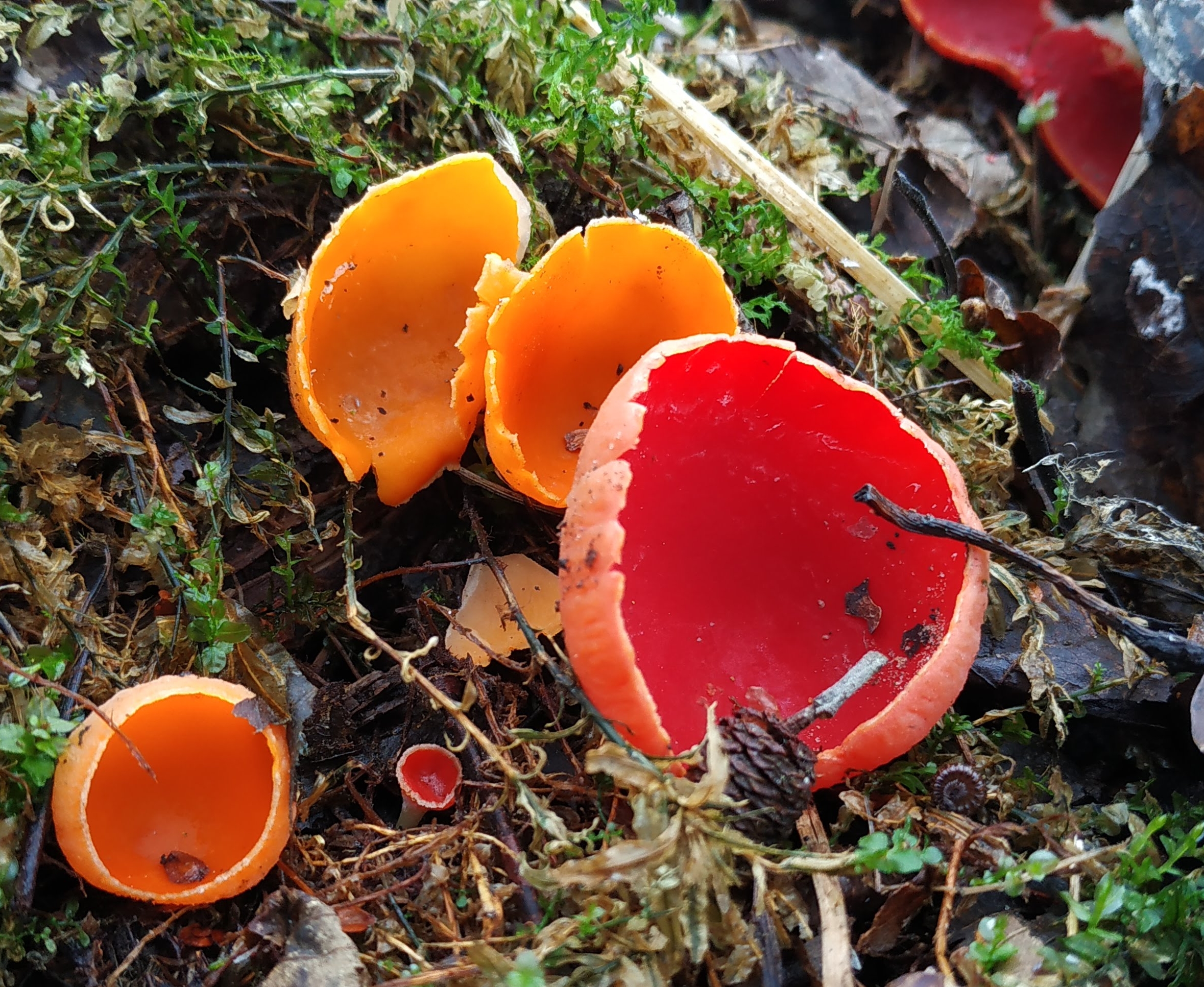 Саркоцифа. Саркосцифа Австрийская гриб. Весенний красный гриб саркосцифа. Весенние грибы саркосцифа. Саркосцифа алая.