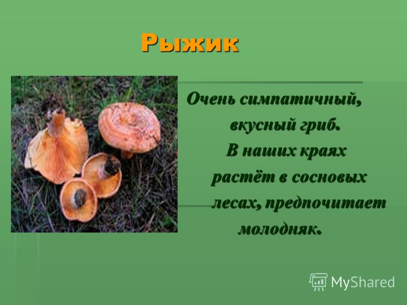 Грибы в саратовской области 2023: когда и где собирать, сезоны и грибные места