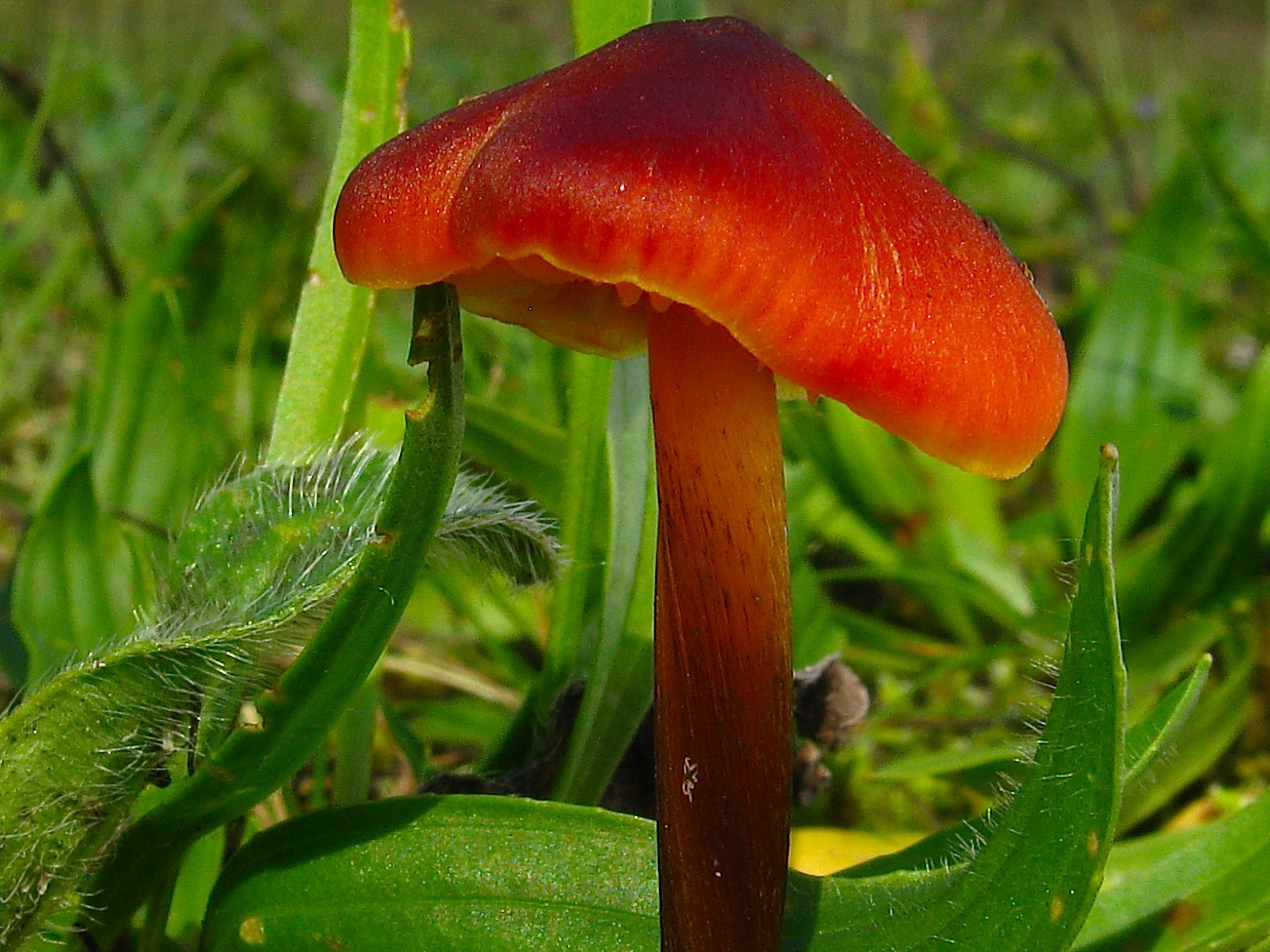 Hygrocybe coccinea, scarlet waxcap mushroom