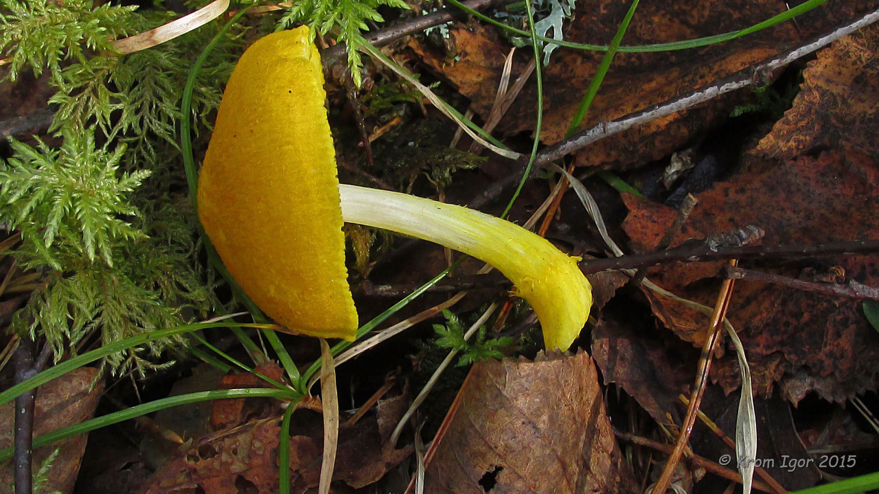 Плютей разноцветный (pluteus variabilicolor) – грибы сибири