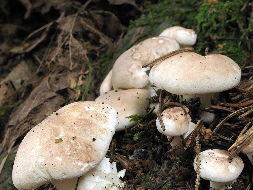 Альбатреллус краснеющий: фото и описание гриба — викигриб