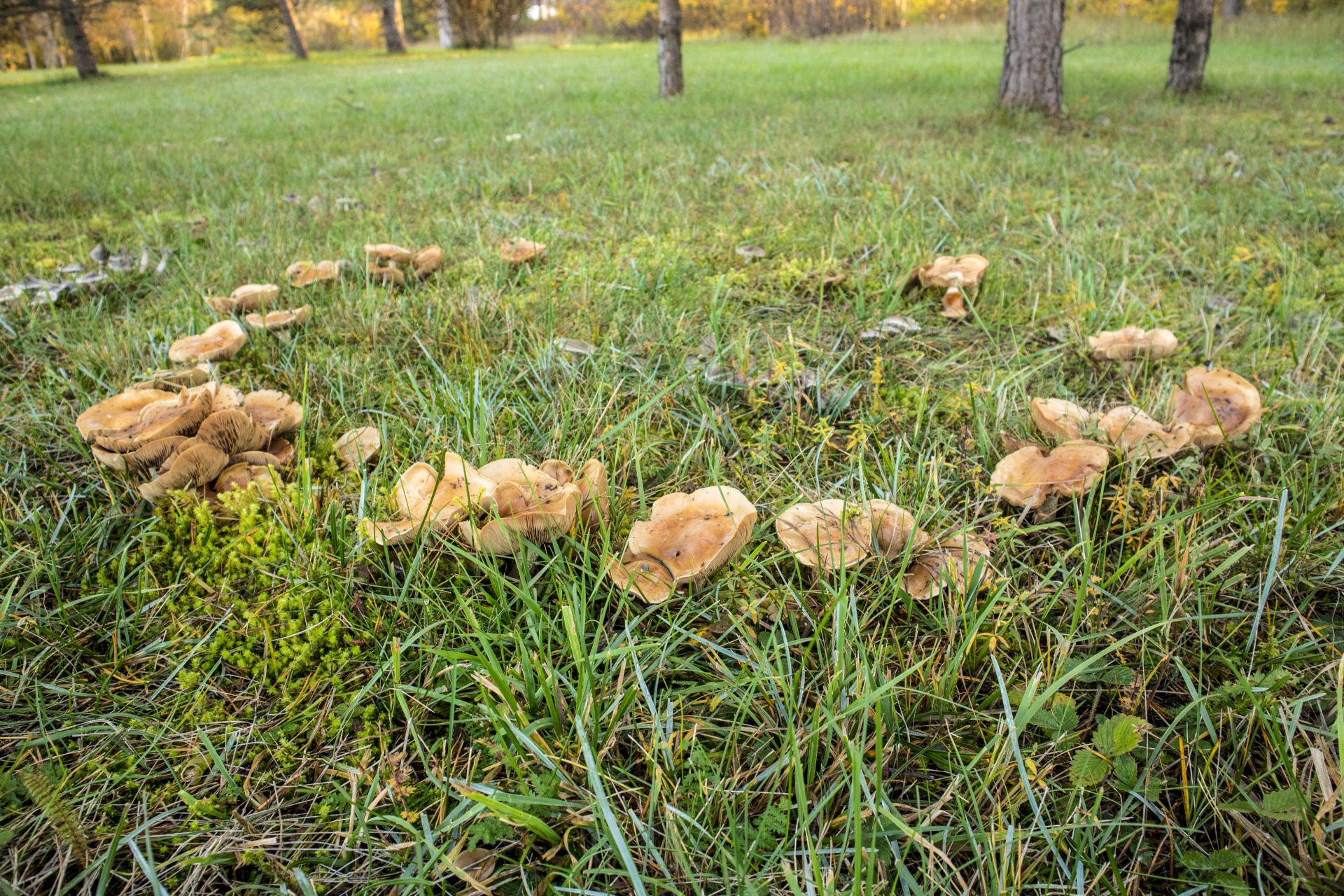 Почему грибы растут кругами и почему они не растут внутри круга