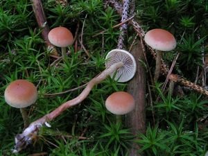 Ядовитые (несъедобные) грибы: фото, название, описание типичных представителей