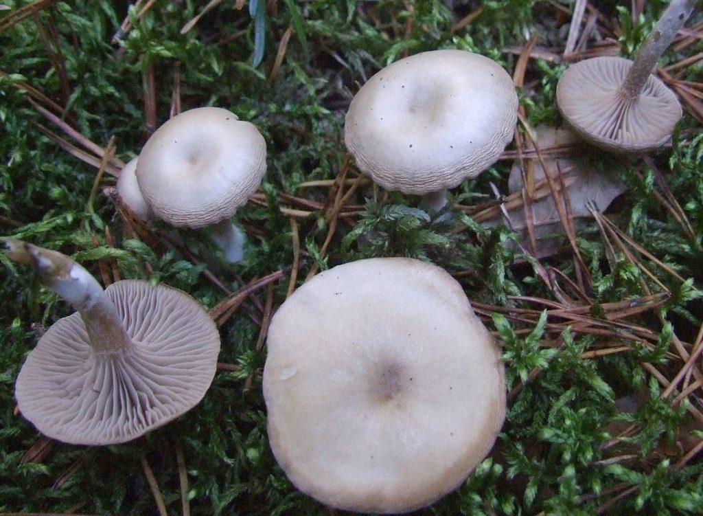 Говорушки грибы: фото и описание, съедобные и несъедобные виды