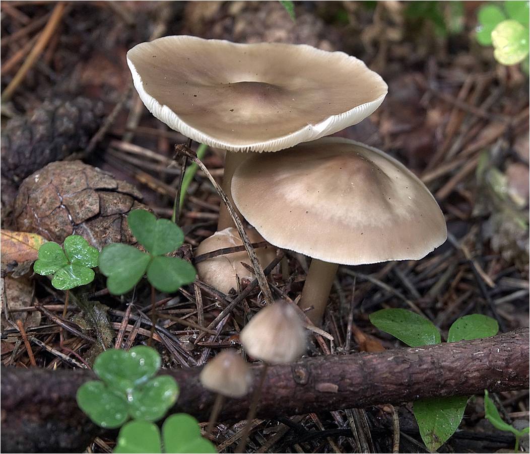 Коллибия масляная (collybia butyracea) или коллибия каштановая: фото, описание и как готовить этот гриб