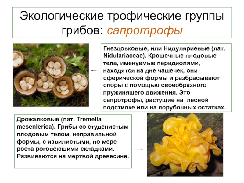 Как называется данная группа грибов. Группы грибов сапротрофы. Трофические группы грибов. Эколого-трофические группы грибов. Грибы экологические группы.