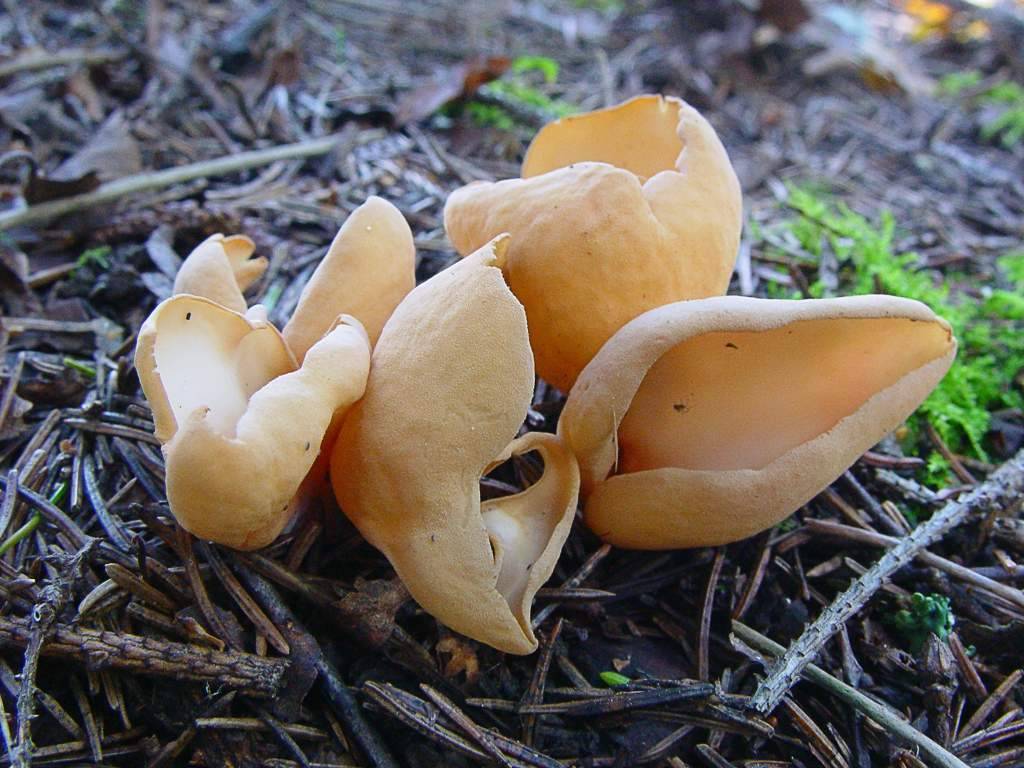 Грибы с плодовыми телами необычной формы – энциклопедия «гриб-инфо»