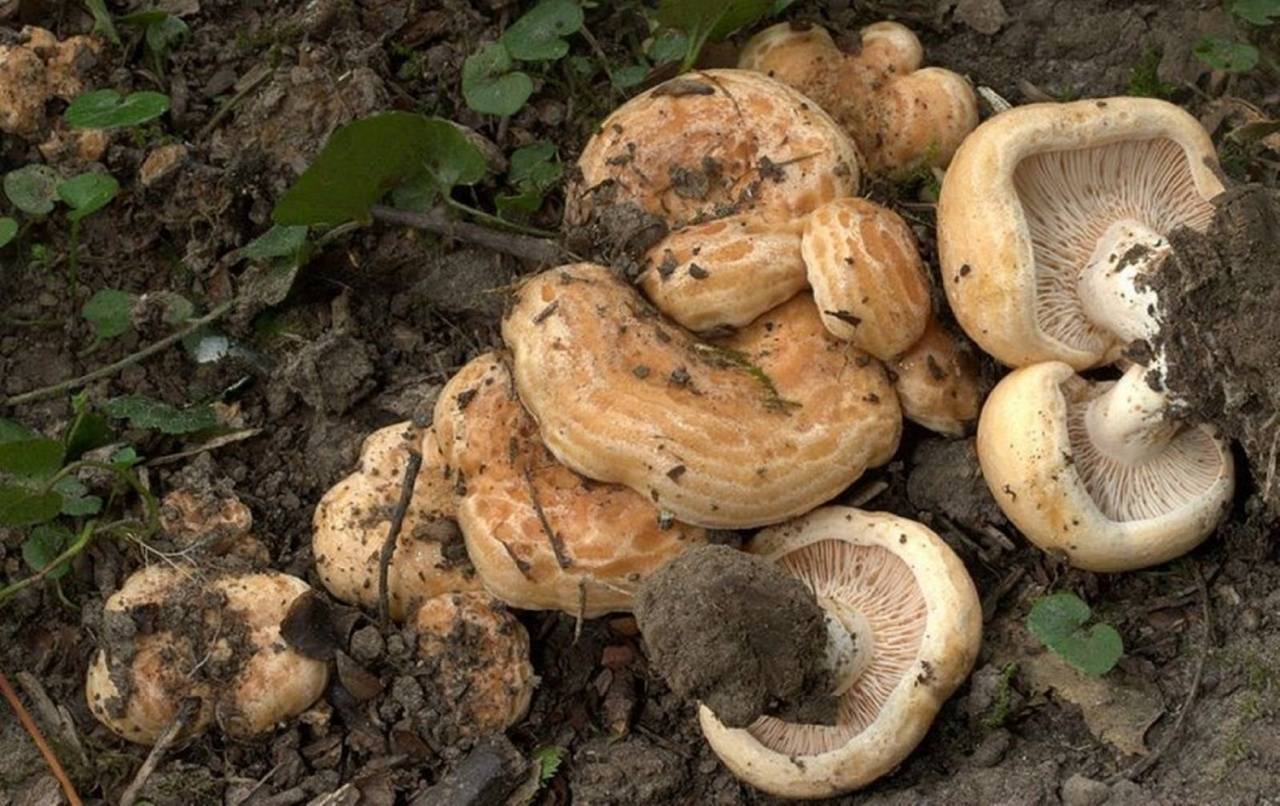 Груздь дубовый или рыжик дубовый (lactarius insulsus): фото, описание и рецепты приготовления гриба в домашних условиях