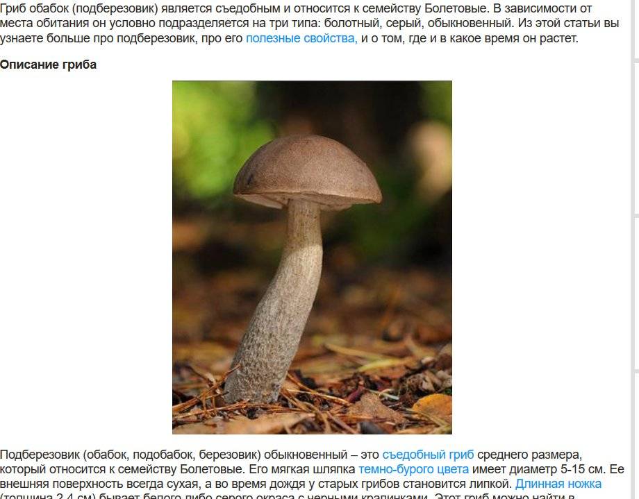 Подберёзовик обыкновенный (leccinum scabrum): фото, описание и способы приготовления гриба