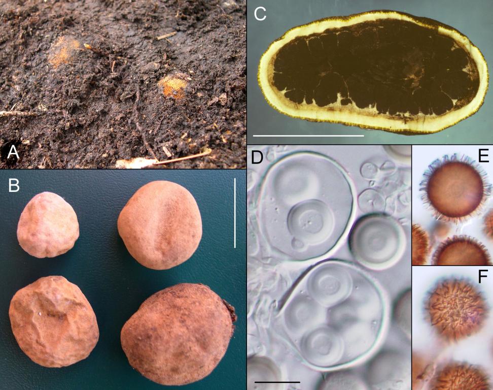 Маслёнок зернистый (suillus granulatus) – грибы сибири