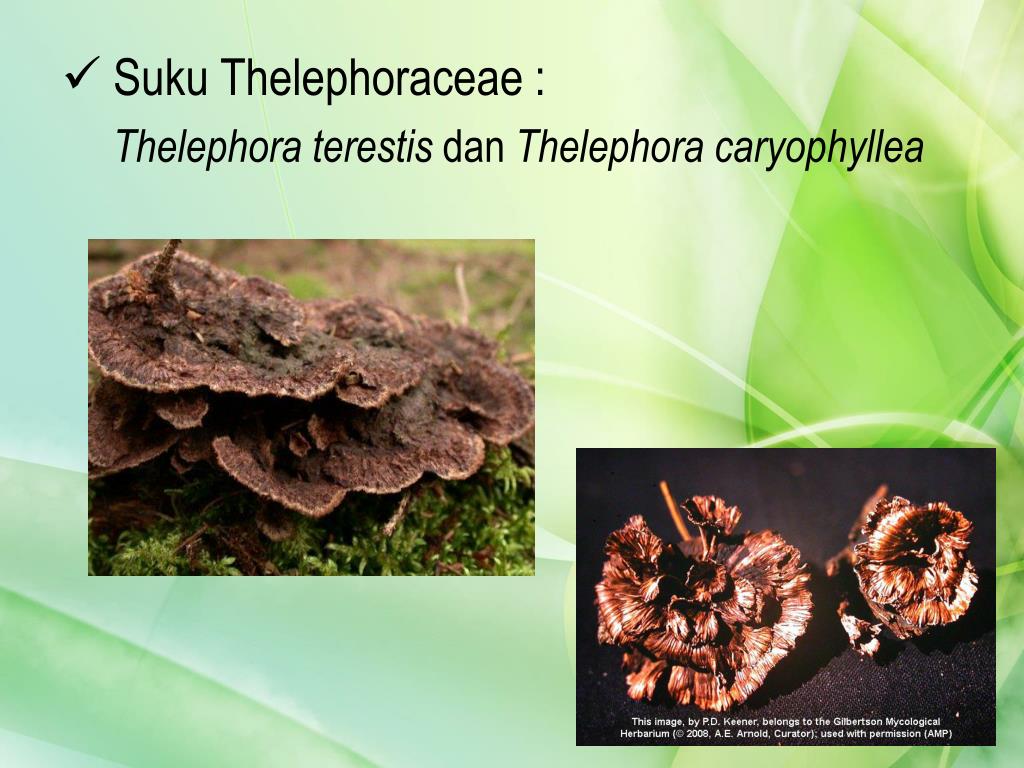 Телефонора пальмовидная (telephora palmate): фото и описание
