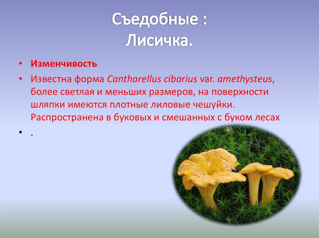 Лисичковые (лат. cantharellaceae)